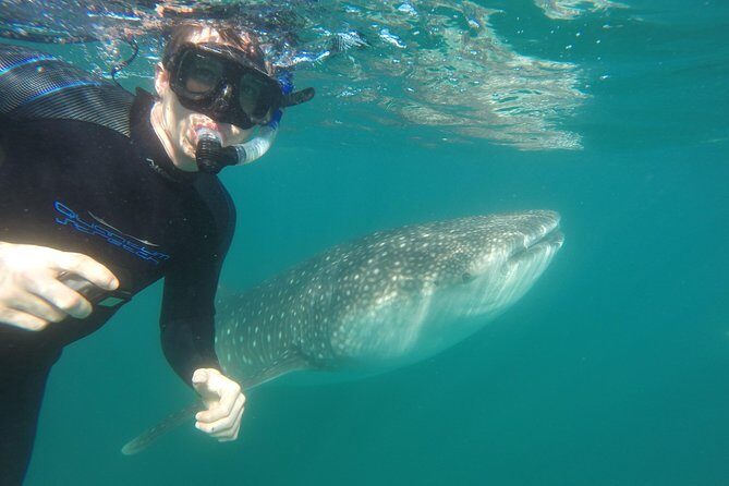 Intimate Eco-Friendly Whale Shark Encounter - Premium Service - Photos and video: the promise and the one caution