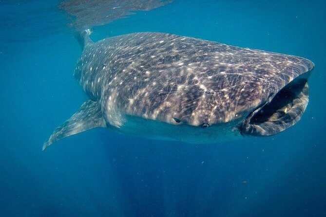 Intimate Eco-Friendly Whale Shark Encounter - Premium Service - Who this whale shark encounter is best for
