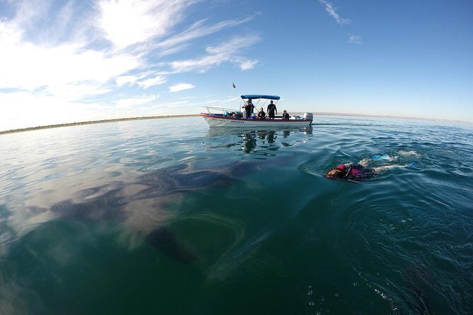 Intimate Eco-Friendly Whale Shark Encounter - Premium Service - Practical price value: what you’re really paying for