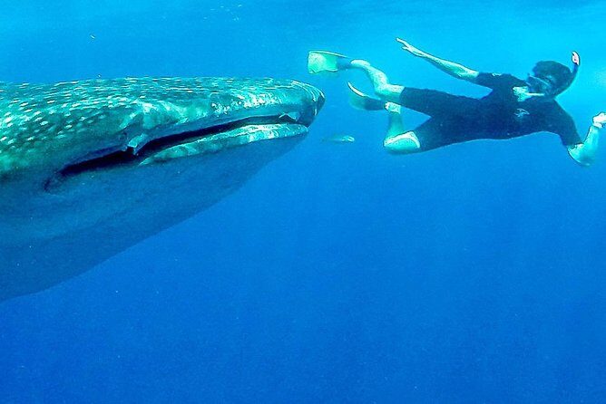 Intimate Eco-Friendly Whale Shark Encounter - Premium Service - The boat ride: captain spotting, guide storytelling, and staying safe