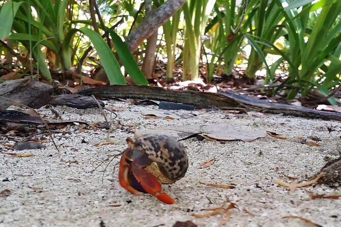Isla Contoy and Isla Mujeres Tour with Snorkeling from Cancun - Price, add-on fees, and value: what $163 really buys
