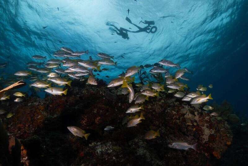 Isla Mujeres: Snorkel Tour at Musa and Manchones Reef - MUSA underwater museum + Manchones Reef: what you’ll actually see