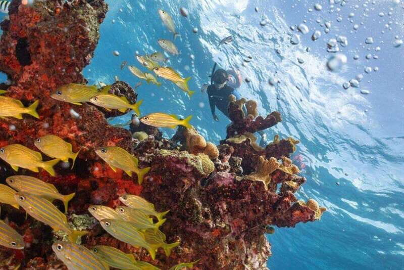 Isla Mujeres: Snorkel Tour at Musa and Manchones Reef - The 4-hour flow: how the day tends to unfold