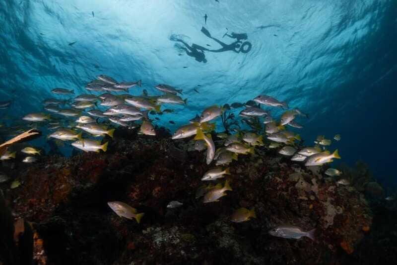 Isla Mujeres: Snorkel Tour at Musa and Manchones Reef - Snorkel gear, life vests, and what to wear