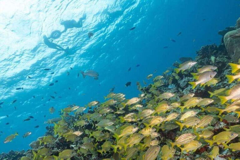 Isla Mujeres: Snorkel Tour at Musa and Manchones Reef - Water conditions that make snorkeling easier (most days)