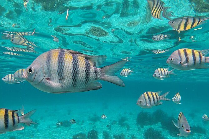 Isla Mujeres Snorkeling Adventure at the Underwater Museum - The Boat Ride and Reef Hops You’ll Feel in Your Day