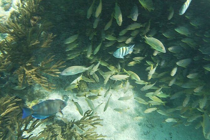 Isla Mujeres Snorkeling Adventure at the Underwater Museum - Price and Value: Is $52 Worth It?