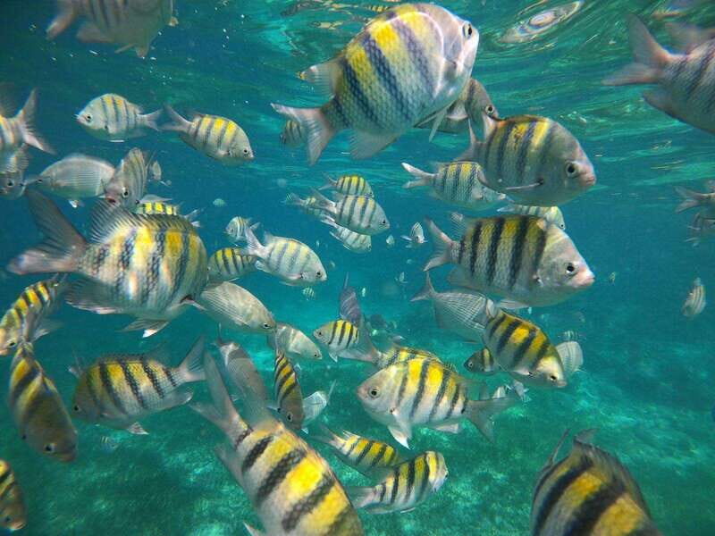 Isla Mujeres: Snorkeling Adventure at the Underwater Museum - Who This Snorkel Tour Is Best For