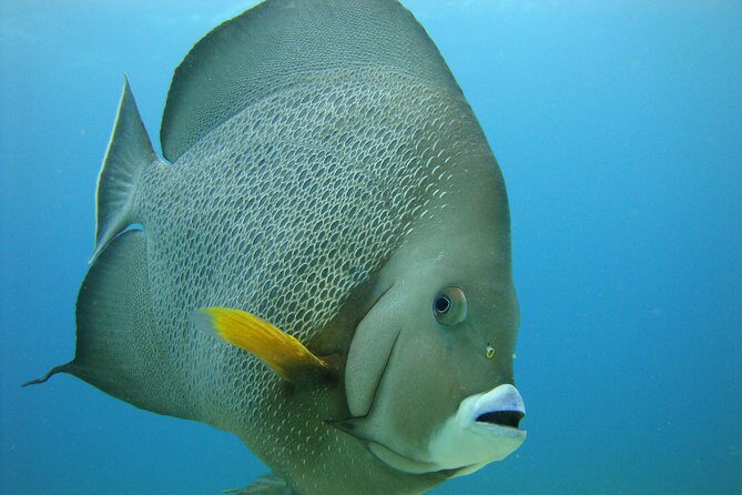 Isla Mujeres Snorkeling Tour - Stop 2: A Second Shallow Reef Close to Isla Mujeres