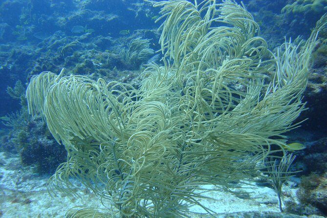 Isla Mujeres Snorkeling Tour - Safety and Beginner-Friendly Guidance From English-Speaking Pros