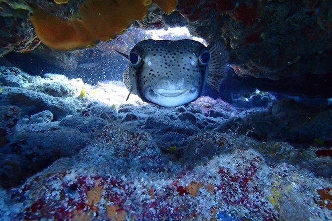 Isla Mujeres Snorkeling Tour - The Reef Experience: What You’ll Likely Spot Under the Surface