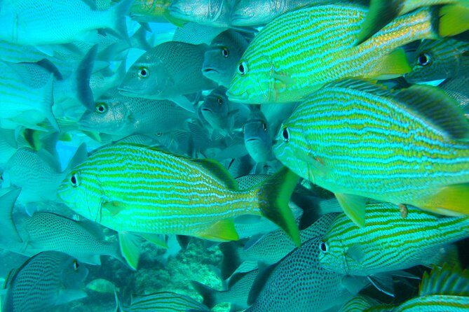 Isla Mujeres Snorkeling Tour - Small Group Size Means Less Waiting and More Attention