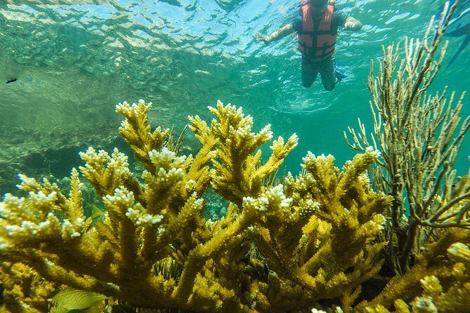 Isla Mujeres Snorkeling Tour Adventure - Price and value: what $58.74 covers, plus the extra costs to plan for