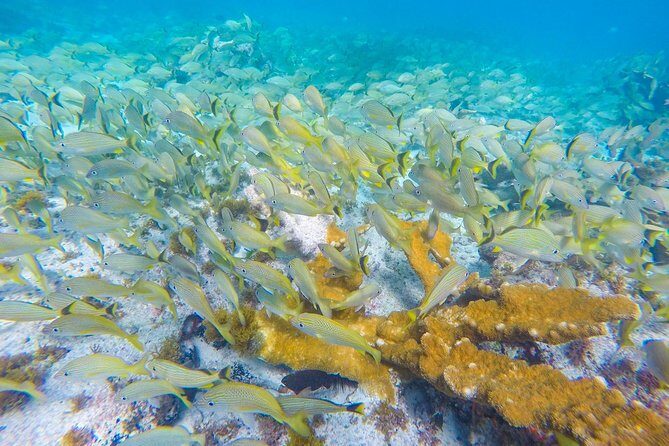 Isla Mujeres Snorkeling Tour Adventure - FAQ