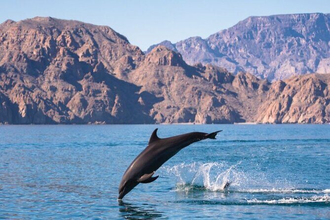 Island Tour with Snorkeling and Picnic - What wildlife you might actually see (and what that means for your expectations)