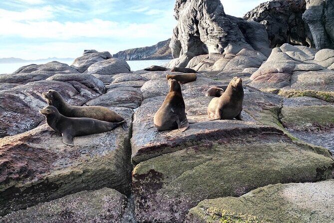 Island Tour with Snorkeling and Picnic - Stop 1: Ocean safari in Bahia de Loreto (your wildlife scouting round)