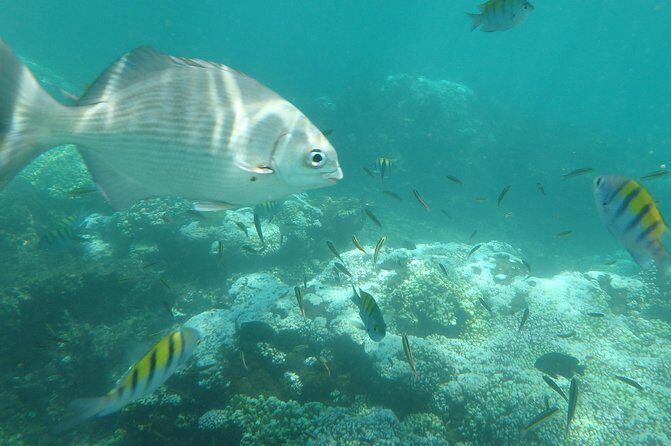 Ixtapa Island Tour - Key things to know before you go