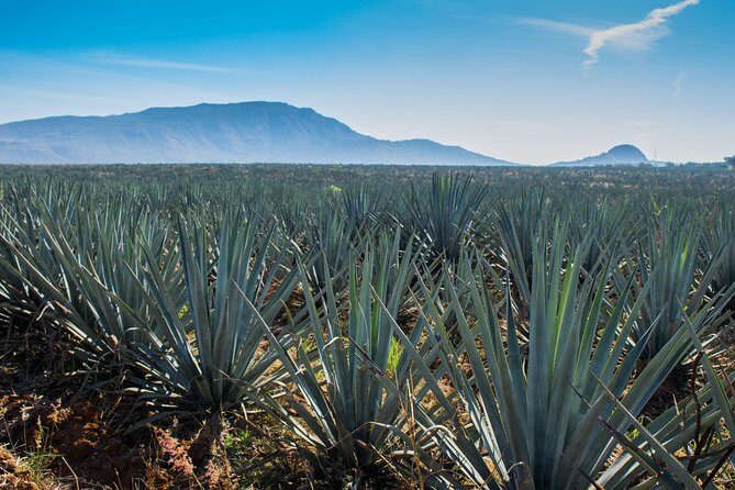 José Cuervo Tequila Day Experience from Guadalajara - What’s included (and what you’ll pay extra for)