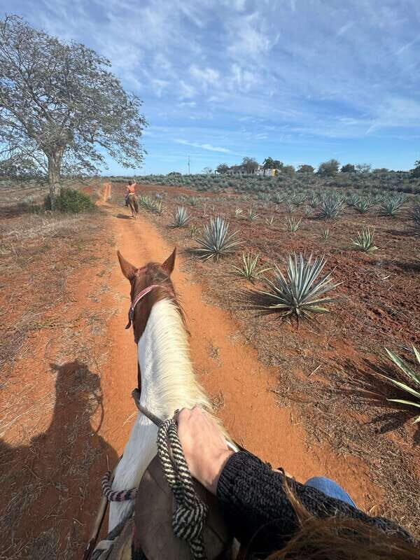 Jungle and beach horseback ride + lunch + mezcal - Price and value: what $105 buys you in 3 hours