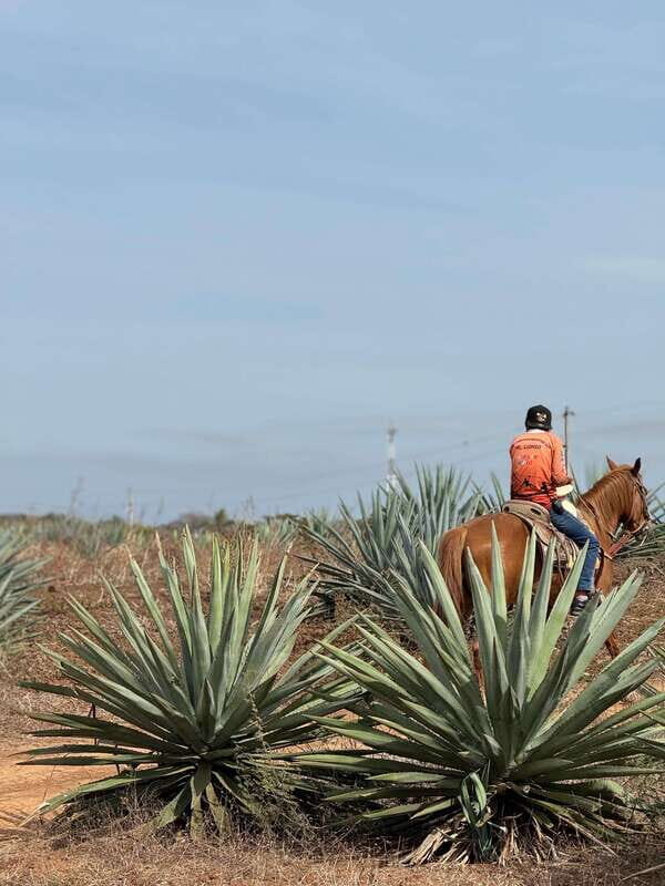 Jungle and beach horseback ride + lunch + mezcal - Timing, pace, and what to bring