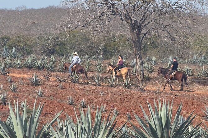 Jungle and Beach Horseback ride Tour in Pacific Coast - Price and Value: Why $90 Can Feel Fair