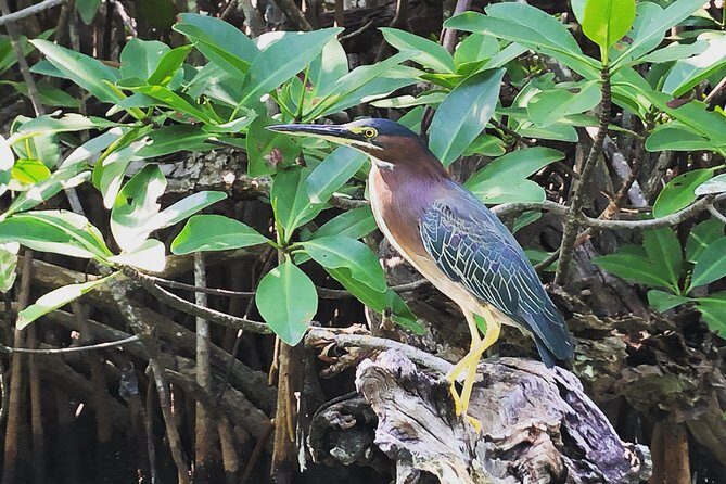 Kayak adventure through Laguna Nichupté in Cancun - What’s Included: Kayak, Life Jacket, Snacks, Dry Bag, and Photos