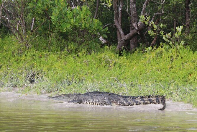 Kayak Experience in the Mangroves of Holbox Island - What you can actually see: crocodiles, birds, and those prehistoric-ish creatures