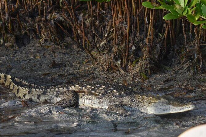 Kayak Experience in the Mangroves of Holbox Island - Timing and weather: morning is calmer, but afternoon can still work