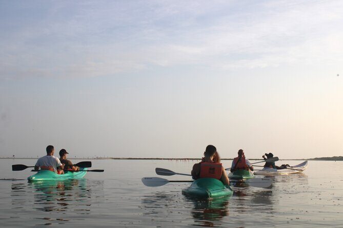 Kayak Mangroves Sunrise Experience - Wildlife Spotting: Flamingos, Rays, Birds, and Crocodiles