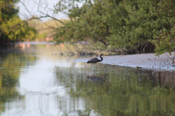 Kayak Mangroves Sunrise Experience - English During the Tour: What to Check Before You Go