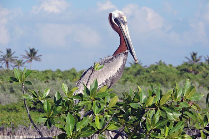 Kayak Sian Ka’an Biosphere Reserve Sunset Tour - Wildlife Etiquette That Actually Changes the Experience
