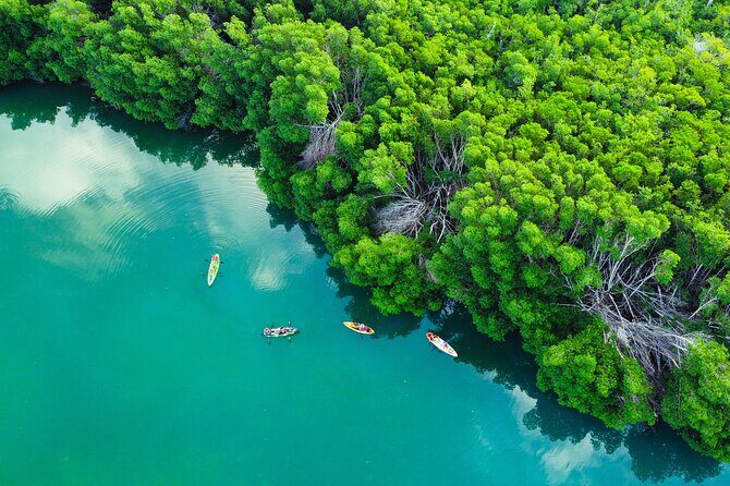 Kayak Tour at Sunset in Cancun - What You’ll See: Wildlife, Still Water, and the Quiet Away From Hotels
