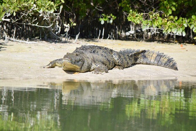 Kayaking Tour Through the Mangroves in Isla Holbox - Crocodiles and flamingos: how season and timing change your odds