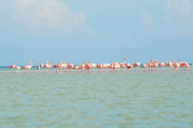 Kayaking Tour Through the Mangroves in Isla Holbox - Guides make or break it: what “good guidance” looks like here