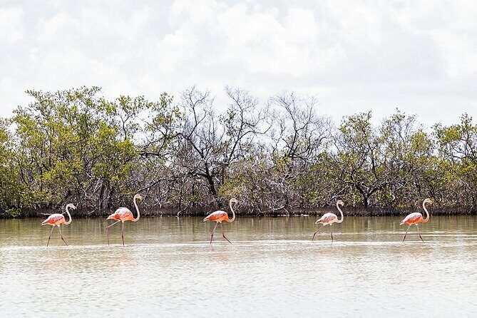 Kayaking Tour Through the Mangroves in Isla Holbox - Fitness level and water conditions: what to expect without surprises