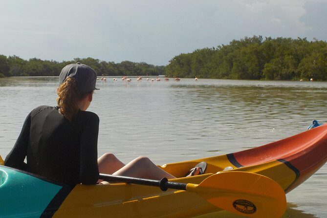 Kayaking Tour Through the Mangroves in Isla Holbox - Price and value: is $50.78 worth it for 3 hours?