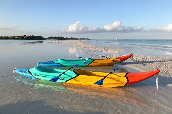 Kayaking Tour Through the Mangroves in Isla Holbox - The mangrove ecosystem: birds, plants, and the small wildlife you can spot