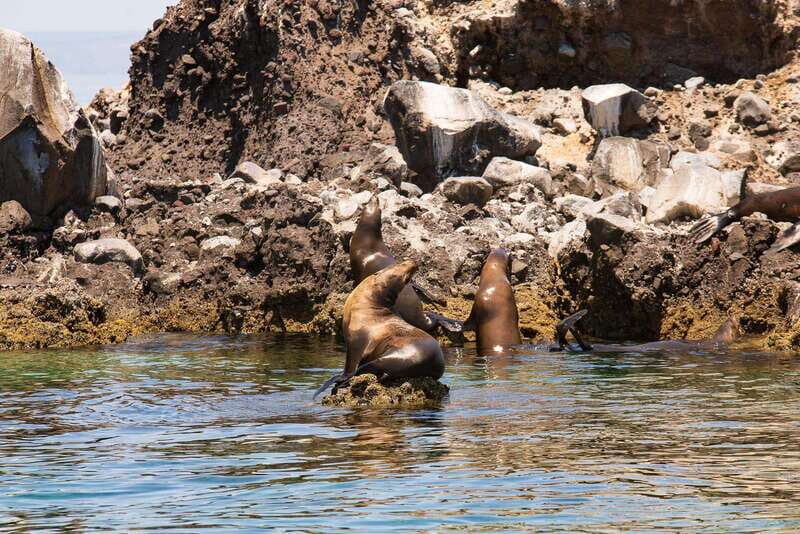 La Paz: Espiritu Santo Island Tour - Price and value: what you’re paying for at $128