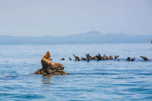 La Paz: Espiritu Santo Island Tour - Getting to the island: boat ride comfort and what to pack for wind