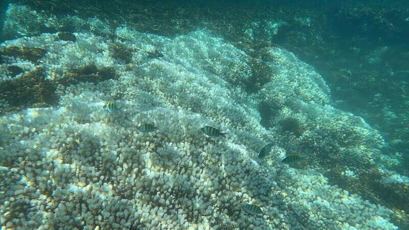 La Paz: Espiritu Santo Island Tour - Balandra Beach: the famous stop with calm, shallow magic