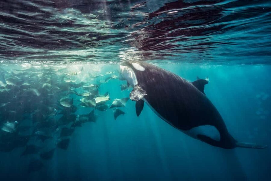 La Paz or La Ventana: Ocean Safari - Key points worth knowing before you go