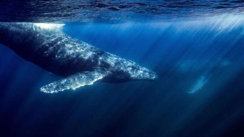 La Paz or La Ventana: Ocean Safari - Morning routine and boat time: what the 5 hours feel like