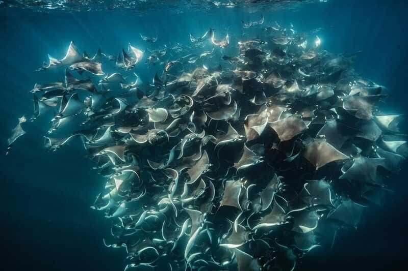 La Paz or La Ventana: Ocean Safari - Snorkeling with dolphins and the big-marine possibilities