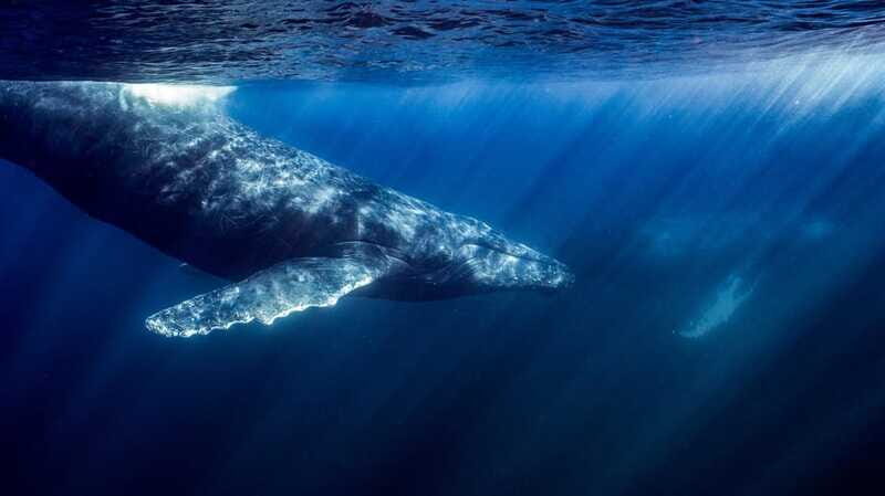 La Paz or La Ventana: Ocean Safari - Lunch, snacks, and the “don’t freeze on the boat” reality