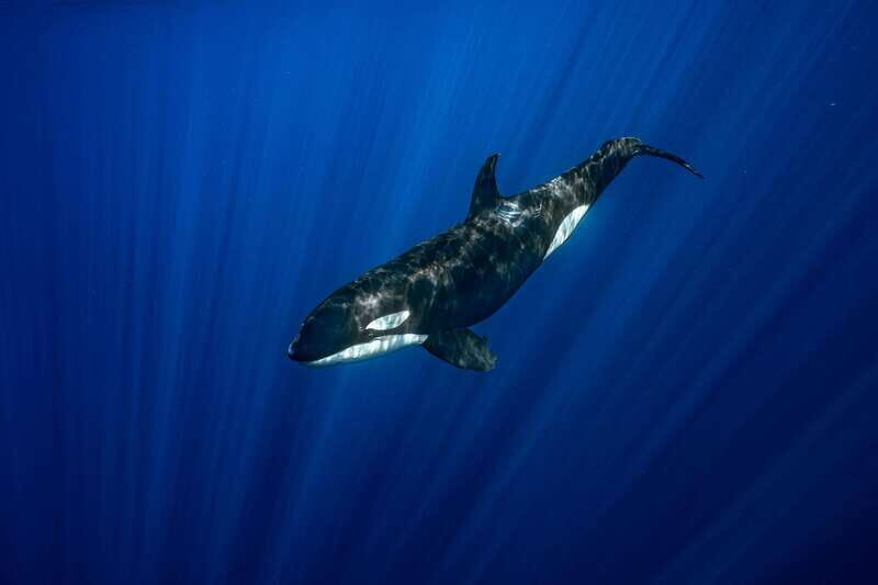 La Paz or La Ventana: Ocean Safari - Who this tour is best for (and who should skip it)
