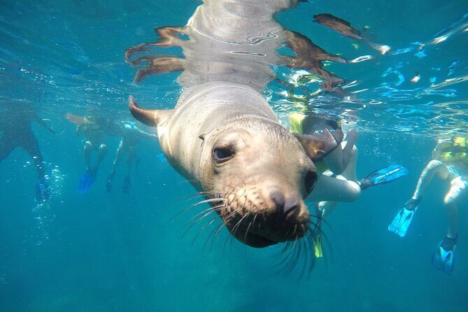 La Paz Whale Shark & Sea Lion Snorkeling + Balandra Tour - Key things that make this tour worth your time