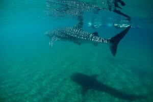 La Paz Whale Shark & Sea Lion Snorkeling + Balandra Tour - Small-group snorkeling: what the guide actually does for you