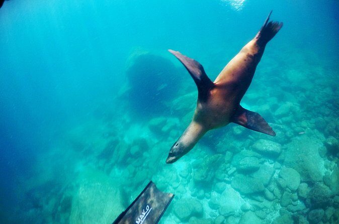 La Paz Whale Shark & Sea Lion Snorkeling + Balandra Tour - Balandra beach time: the meal is part of the experience