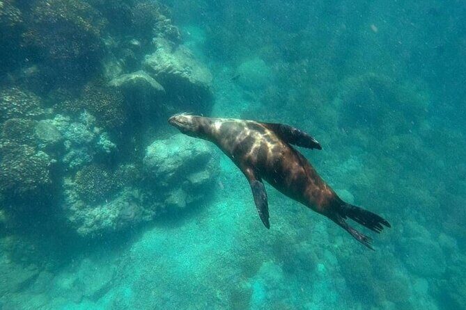 La Paz Whale Shark & Sea Lion Snorkeling + Balandra Tour - What’s included (and what you may want to add)