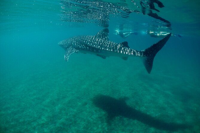 La Paz Whale Shark & Sea Lion Snorkeling + Balandra Tour - Small-group snorkeling: what the guide actually does for you